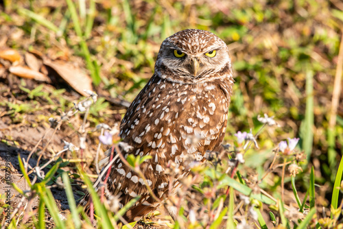 Foto A burrowing owl