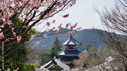 Pink cherry blossom tree in full bloom in front of a Japanese shrine temple pagoda
