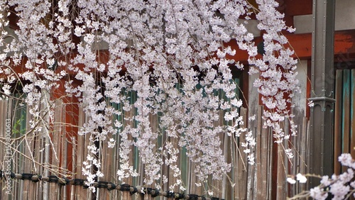 Closeup of pink cherry blossoms in full bloom Osaka Japan