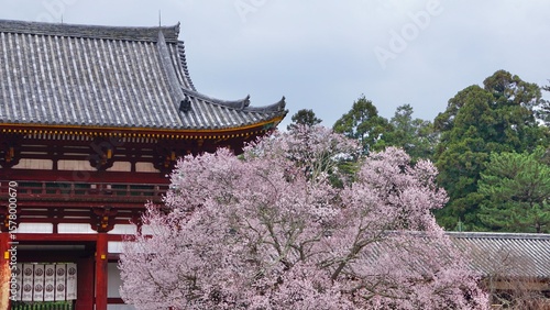 Pink cherry blossom tree in full bloom in front of a Japanese shrine temple