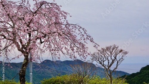 Pink weeping cherry tree in full bloom with mountains in the background