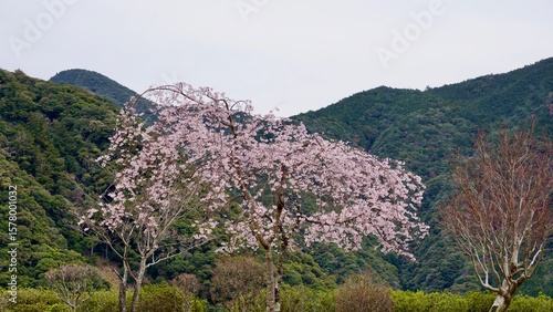 Pink weeping cherry tree in full bloom with mountains in the background