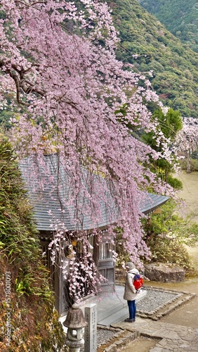 Pink weeping cherry tree in full bloom