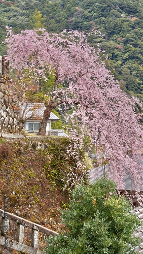 Pink weeping cherry tree in full bloom