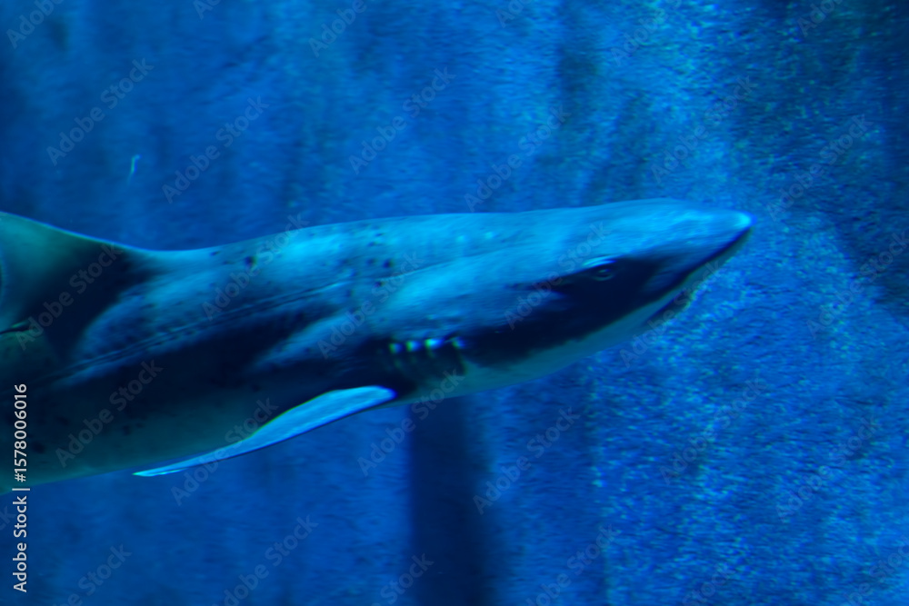 Fototapeta premium view of a shark swimming in the aquarium