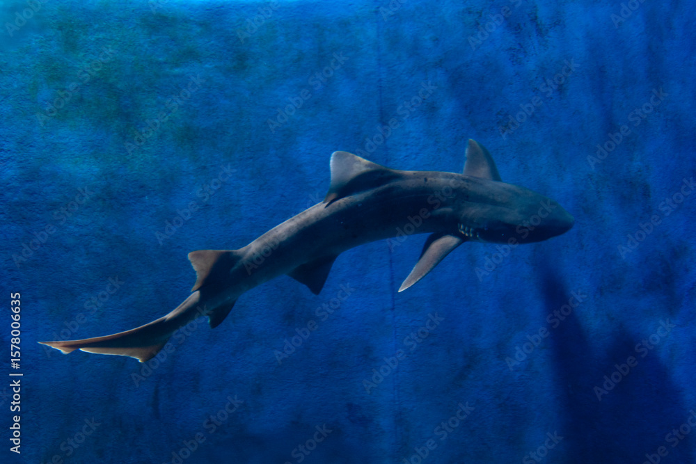 Fototapeta premium view of a shark swimming in the aquarium