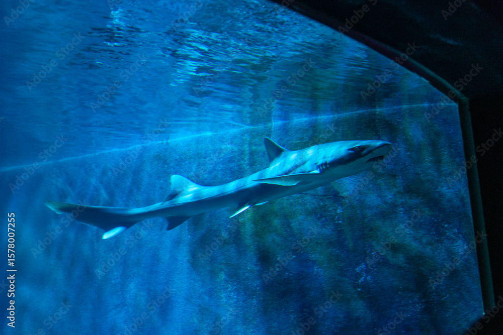 Fototapeta premium view of a shark swimming in the aquarium