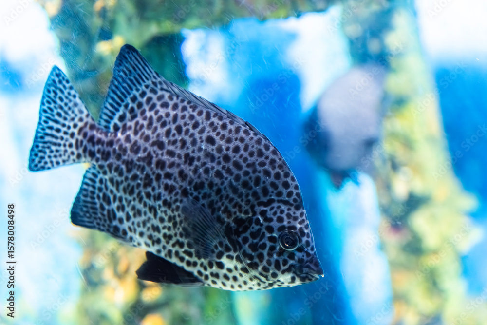 Fototapeta premium Spotted Scat swimming in the aquarium