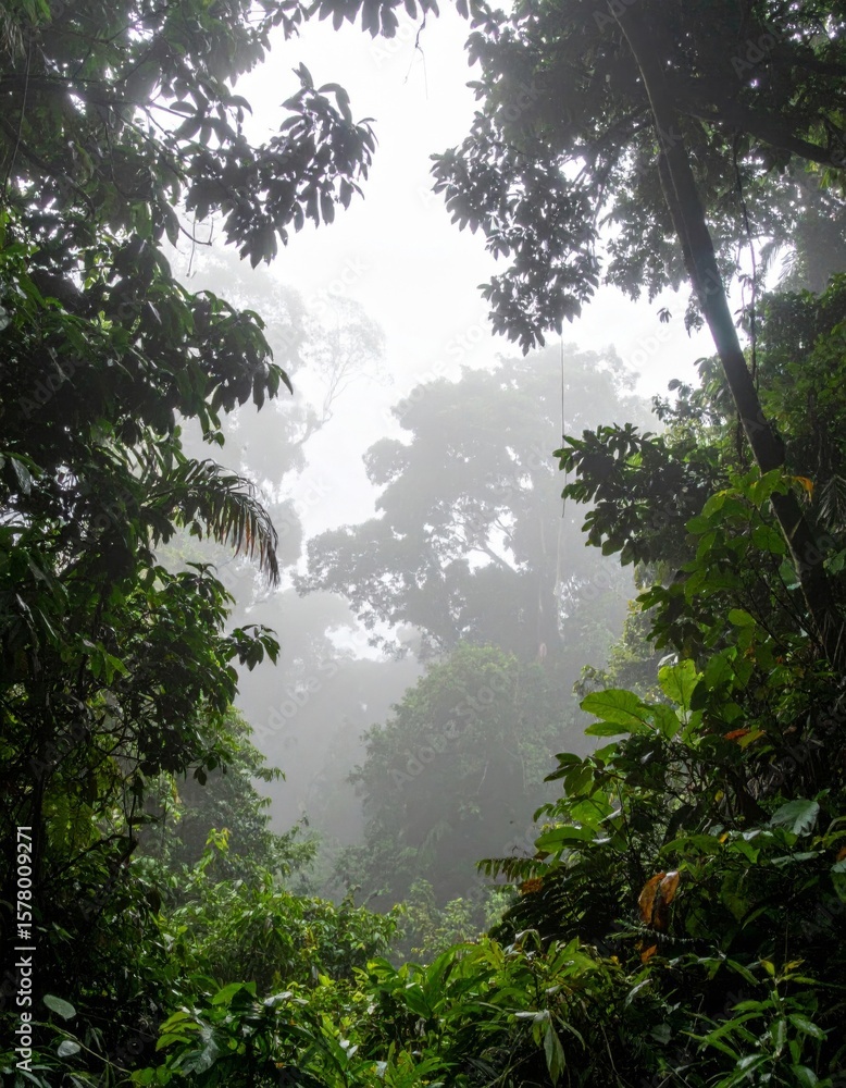 Obraz premium Lush Green Rainforest Canopy with Dense Foliage in Tropical Climate on Cloudy Day