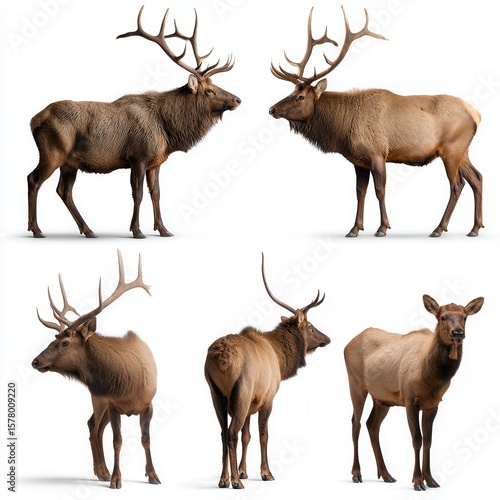 Majestic North American elk collection showing five different poses of bull and cow elk with impressive antlers against white background for wildlife conservation or hunting education