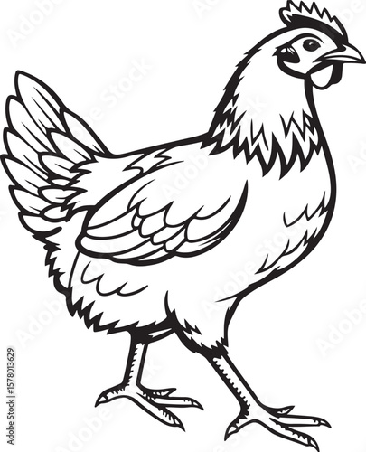 Vector illustration of a standing hen in black and white with detailed outlines