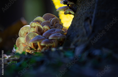 HONGOS DEL BOSQUE