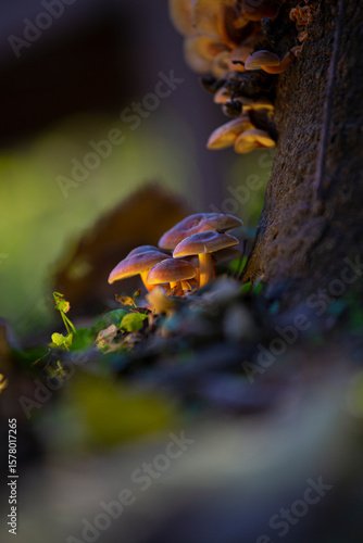HONGOS DEL BOSQUE