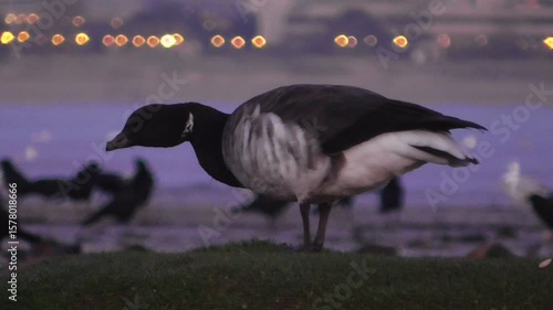 Brent Goose (Branta bernicla) Feeding on a Moss-covered Rock on Swansea Beach at Dusk - Wales, U.K.