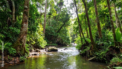 Serene Tropical Forest Stream with Sunlight in Lush Green Environment and Tall Trees