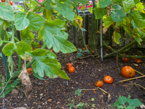 猛暑の影響で葉が枯れ始めて完熟の実が落ちている実が熟した夏野菜のミニトマト