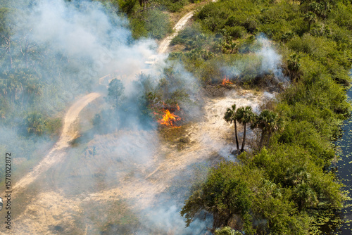 Billede på lærred Fire and smoke dominate a Florida forest scene during dry season as vegetation f