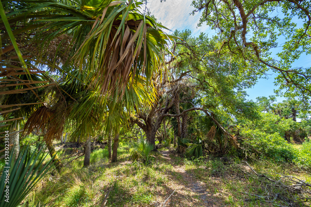 Hiking trail in Florida jungle rainforest with green palm trees and wild vegetation. Dense tropical forest ecosystem Hiking trail in Florida jungle rainforest with green palm trees and wild vegetation. Dense tropical forest ecosystem