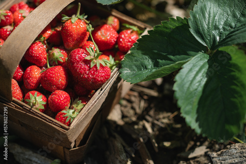 Close-up of a basket filled with freshly picked strawberries amongst strawberry plants