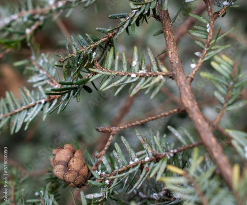 Eastern Hemlock (Tsuga canadensis) Branch Infected With Hemlock Woolly Adelgid (Adelges tsugae) and Elongate Hemlock Scale (Fiorinia externa) Pests