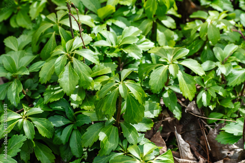 Pachysandra In Forest On Sunny Day Pachysandra In Forest On Sunny Day