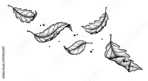 Vintage ink sketch of beautifully falling leaves, hand drawn black and white vector illustration engraving svg
