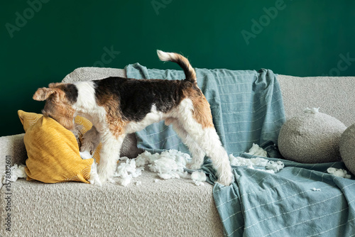 Canvastavla Wire fox terrier dog sitting on a sofa after tearing apart a pillow