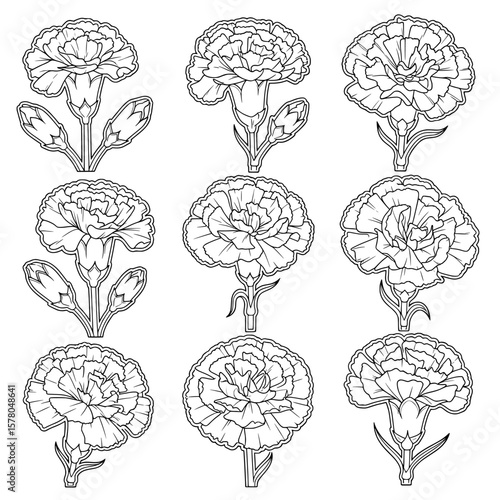 Line art carnations in pattern arrangement for floral design