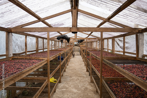 Red coffee cherries dry evenly on stacked racks inside a solar house, protected from rain and pests during post-harvest