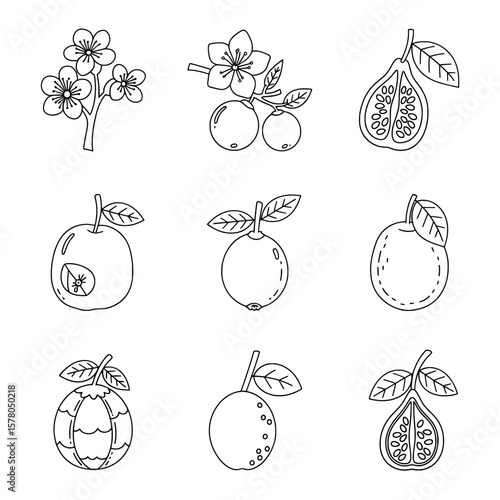 Set of line art fruit icons with leaves for web design and branding