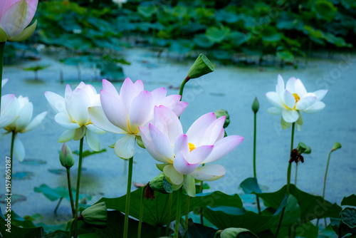 ハスの花