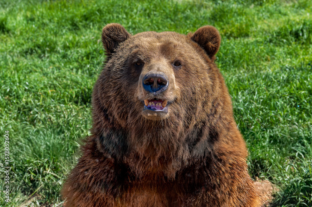 Fototapeta premium brown bear portrait