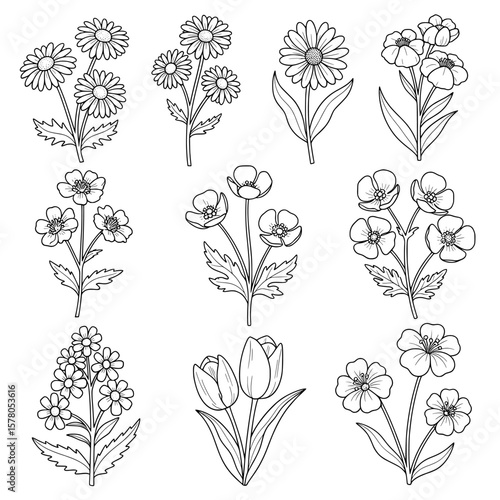 Set of floral outlines illustrations for botanical decoration