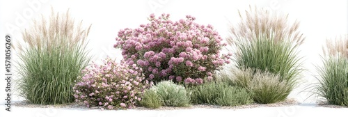 Lush garden scene featuring pale pink flowering shrubs as a central focus, flanked by tall ornamental grasses on either side, all set against a white background