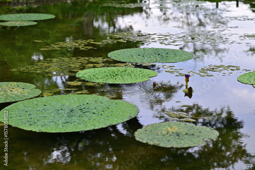 池に浮かぶオニバス
