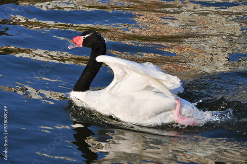 Canvas Print Black-necked swan swimming swiftly