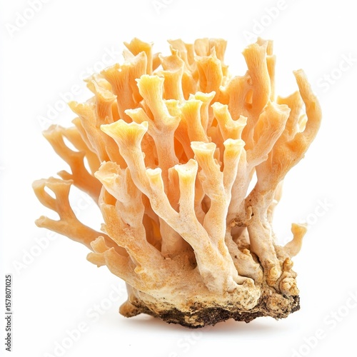 clavaria coral fungus isolated on white transparent background
