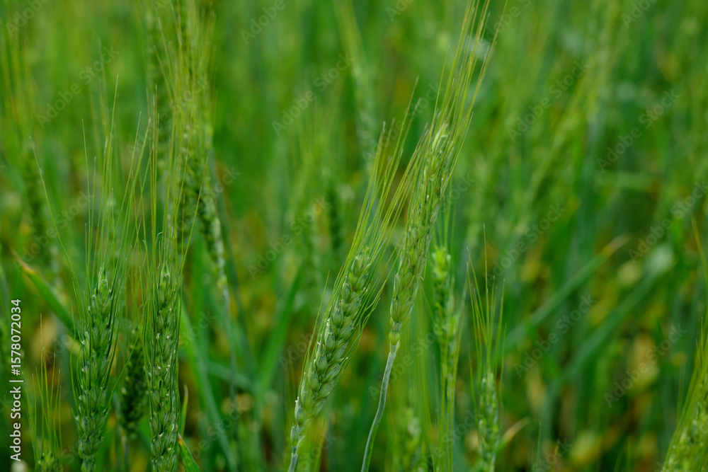 Fototapeta premium Wheat spikes growing in field outdoors, closeup