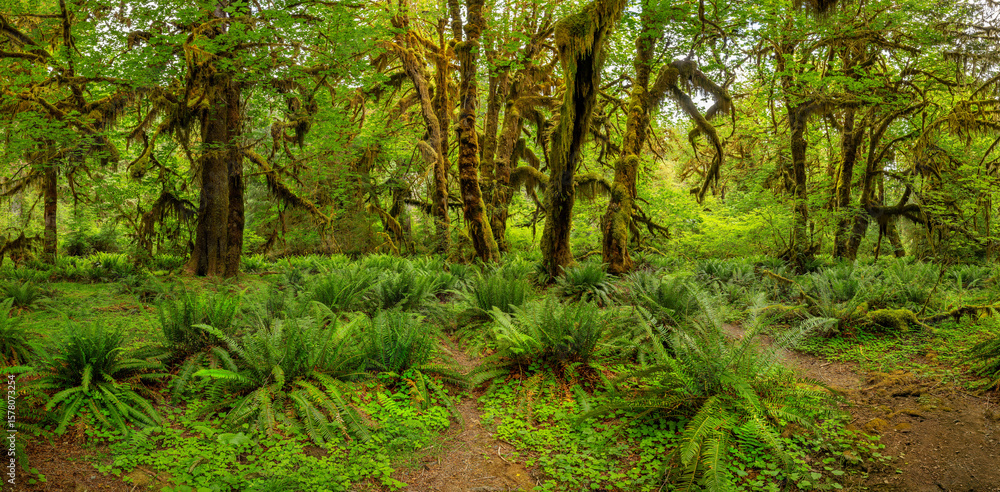 Fototapeta premium Hoh Rain Forest, Olympic Park, Washington
