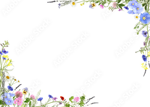 Beautiful meadow flowers on white background. Frame with space for text