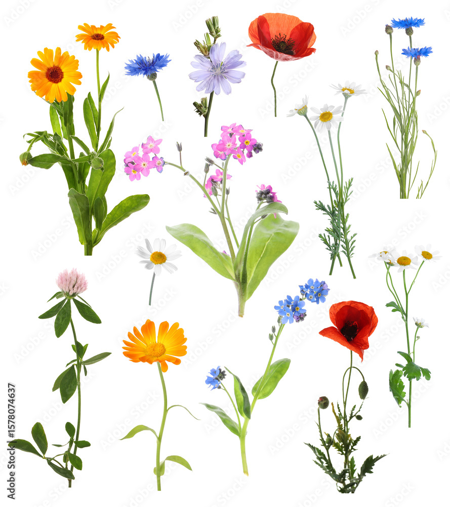 Fototapeta premium Wildflowers on white background, set. Different blooming plants