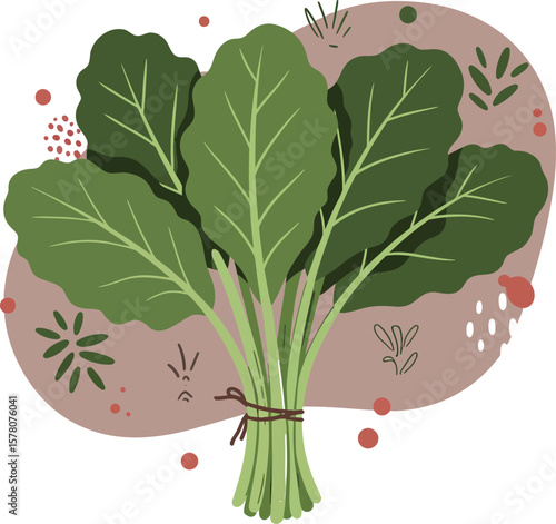 Fresh green spinach leaves bundle vector illustration with decorative background and natural style 