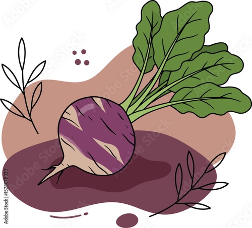 Fresh kohlrabi vegetable with green leaves and purple root in simple vector style for healthy food design 