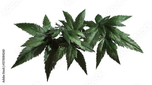 Lush green foliage displaying vibrant textures under dim dramatic lighting enhancing the rich on transparent background