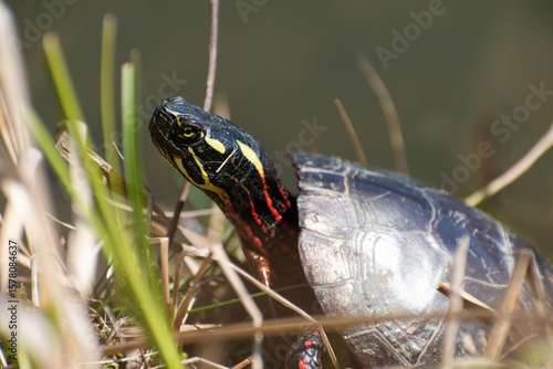 Close Up Of Midland Painted Turtle (Chrysemys picta marginata) In Grass Basking