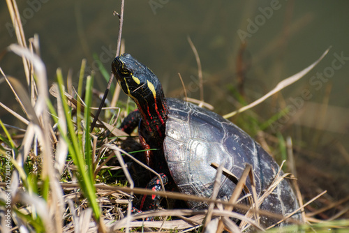 Midland Painted Turtle (Chrysemys picta marginata) Basking In Wetland Grass With Head Out Of Shell