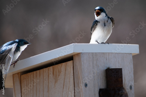 Tree Swallows (Tachycineta bicolor) Perched On Nesting Box With One Making A Call