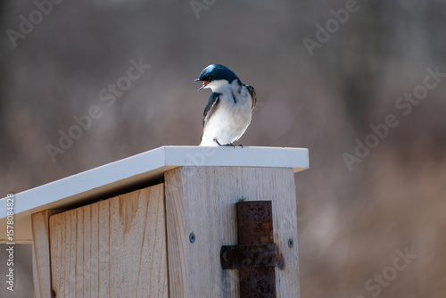 Tree Swallow (Tachycineta bicolor) Calliing From Nest Box