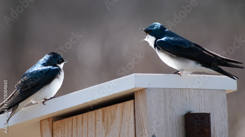 Tree Swallows (Tachycineta bicolor) Perched On Nesting Box With One Calling