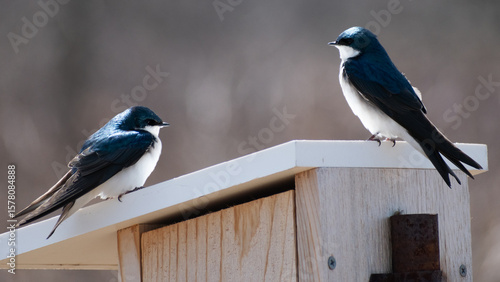 Tree Swallows (Tachycineta bicolor) Perched On Nesting Box